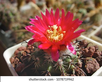 Cactus Parodia Subterranea With Dark Red Flowers.