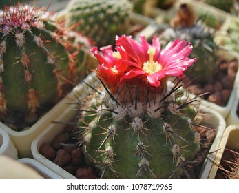 Cactus Parodia Subterranea With Dark Red Flowers.