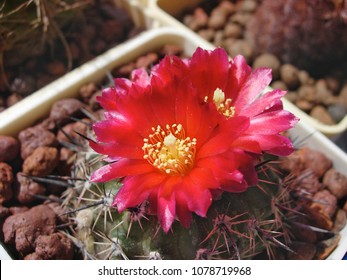 Cactus Parodia Subterranea With Dark Red Flowers.