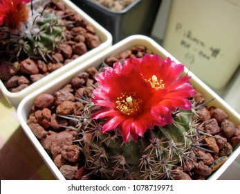 Cactus Parodia Subterranea With Dark Red Flowers.