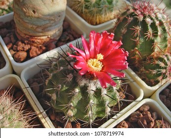 Cactus Parodia Subterranea With Dark Red Flowers.