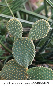 Cactus , Petite tree