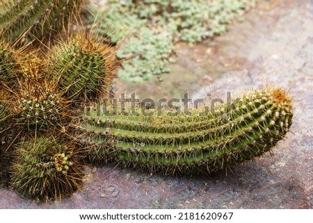 Cactus phallic shape. Funny Prickly Cactus close-up with little Cactuses and  big cactus in Botanical Garden. Argentine Giant Cactus