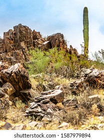 Cactus In Phoenix Mountains Preserve Near Piestewa Peak.