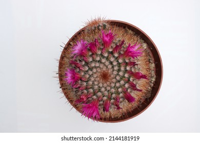 Cactus with pink blossoms on light background - result of focus stacking