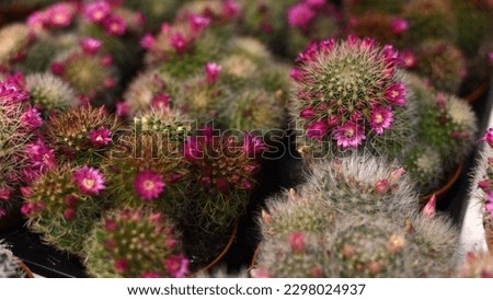 Cactus with pink flowers. Cactus flowering