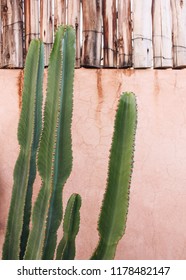 Cactus And Pink Wall