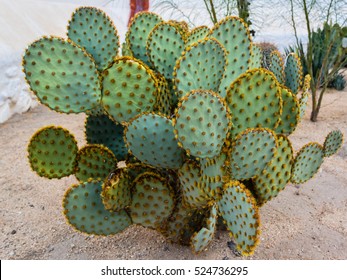 Cactus Plant