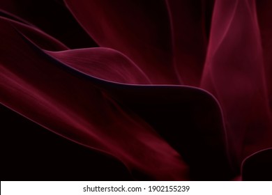 Cactus plant Agave attenuata soft details texture. Natural abstract, delicate and fluid shapes lines. One focused leaf edges and blurred background. bold red Colored. Dark moody feel. Love concept. 