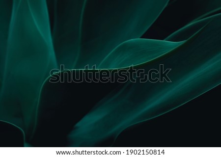 Cactus plant Agave attenuata soft details texture. Natural abstract, delicate and fluid shapes lines. Highlight focused leaf edges and blurred background. Colored bold  green. Dark moody feel.  
