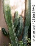 Cactus plant at a botanical garden in Tuscon, Arizona