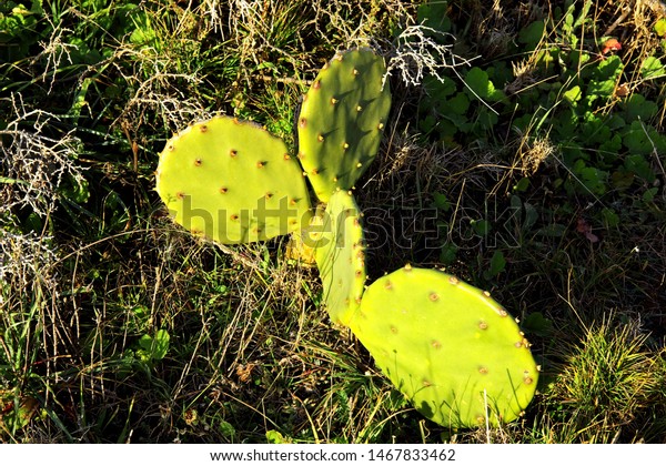 Cactus Plant Cacti Cactuses Member Plant Stock Photo Edit Now 1467833462