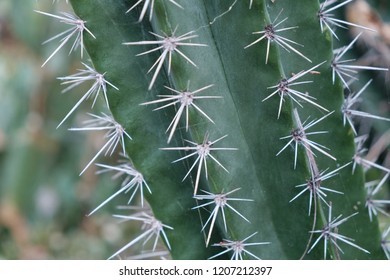 cactus plant closeup, cactus plant macro outdoor