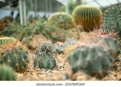 Cactus plant, Desert and succulent plant decorative in house and garden - Powered by Shutterstock