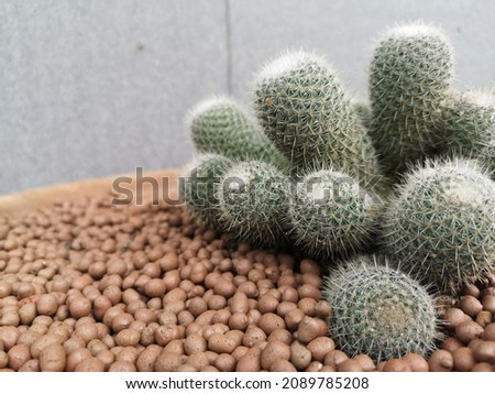 Cactus, a plant in the family Cactaceae (Mila sp.), is a plant native to the desert, nowadays popularly cultivated as an ornamental plant.