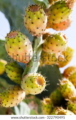 Similar – Image, Stock Photo prickly pears Fruit Nature