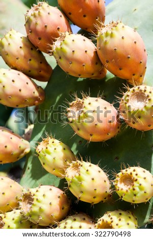 Similar – Image, Stock Photo pear tree Fruit Nutrition