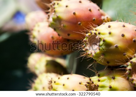 Similar – Image, Stock Photo prickly pears Fruit Nature