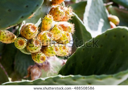 Similar – Image, Stock Photo prickly pears Fruit Nature