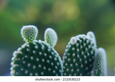Cactus plant, macro detail, out of focus effect. Succulent 