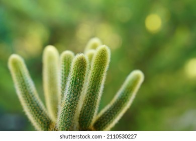 Cactus plant, macro detail, out of focus effect. Succulent . Cleistocactus winteri. Rabo de gato.