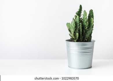 Cactus Plant In A Metal Pot Close Up. Modern Room Decoration. Cactus House Plant On White Background.