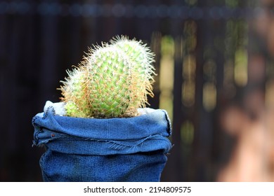 Cactus Plant Potted In The Pants In The Rock Garden