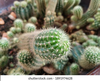 A Cactus Plant With Torn