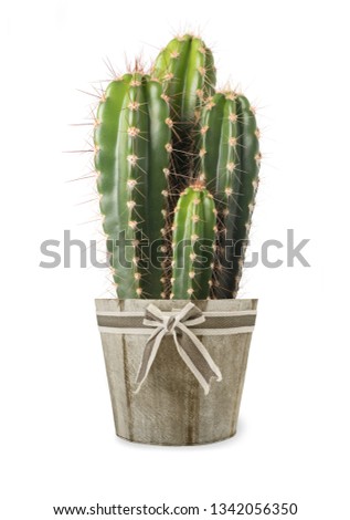cactus plant in vase isolated on white background
