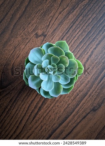 cactus plant in the wood table