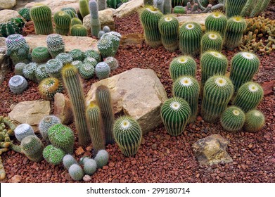Cactus planted in a botanical garden.