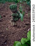 the cactus is planted in the ground