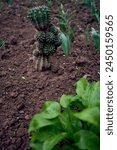 the cactus is planted in the ground
