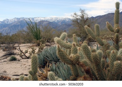 Cactus Plants In The Baja California Desert