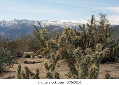 Cactus Plants In The Baja California Desert