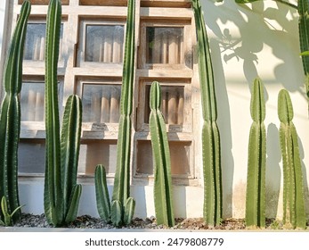 The cactus plants in the front window garden are for decoration and landscaping purposes - Powered by Shutterstock