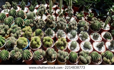  Cactus plants in garden . Various Cactaceae Plant