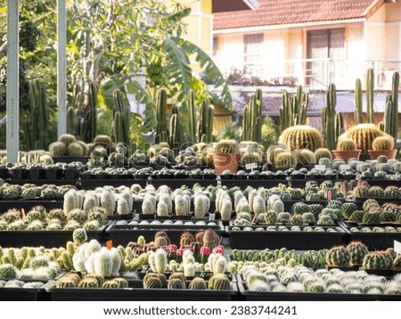 Cactus plants need little water. and has a trunk that does not grow much can adapt well to the weather Watering only 2-3 times a week, so it's popular to decorate the interior of the accommodation.