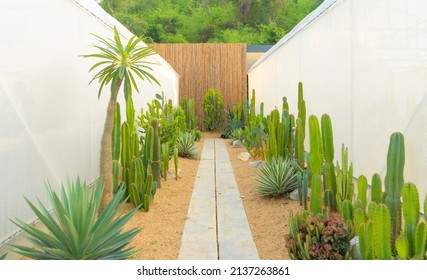 Cactus plants set with rocks in garden desert in industry farm in agriculture concept. Nature landscape background.