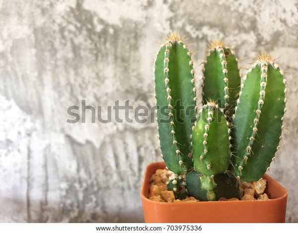 Cactus Plural Cacti Cactuses Cactus Member Stock Photo Edit Now 703975336