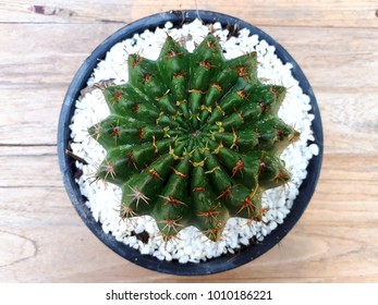 cactus in the pot