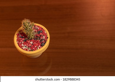 A cactus in a pot