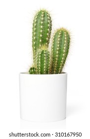 Cactus in pot