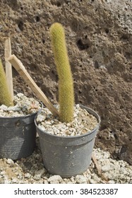 cactus in pot