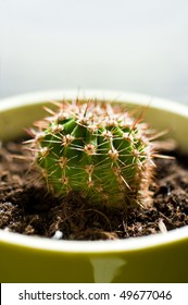cactus in pot