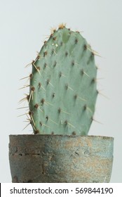 cactus in the pot