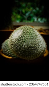 cactus in pot indoor plants - Shutterstock ID 2364747551