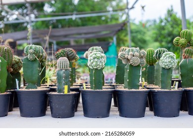 Cactus In A Pot On A Green Background. Small Cactus In A Clay Pot. Indoor Garden. On The Balcony Fence. Ideas For Planting Plants In Your Home Or Office In A Small Space.