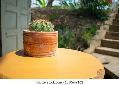 Cactus in a pot on the table.