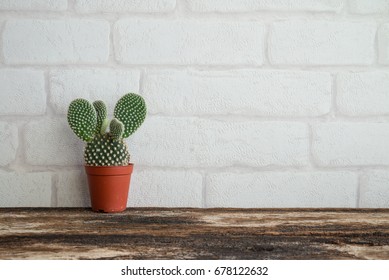 Cactus Mockup Stock Photos Images Photography Shutterstock